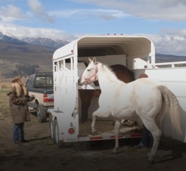 Trailers (1)